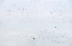 1282, 2008 (130 x 200 cm)
