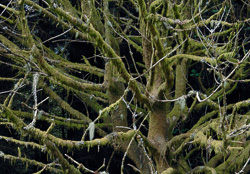 6789, 2010 (130 x 200 cm)